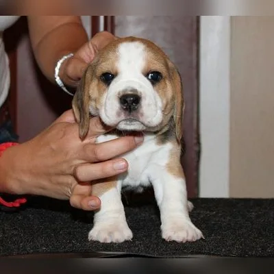 15-inch Beagle Puppy Available in Rajouri Garden 