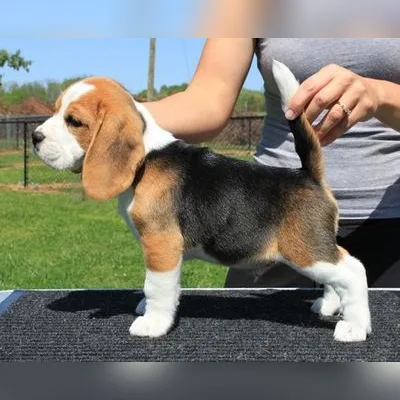 Show-Line Beagle Puppy in Rohini