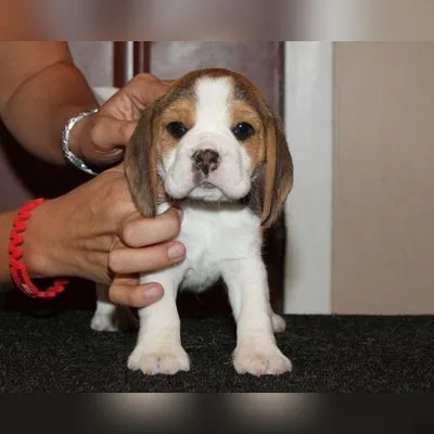 Active & Playful Beagle Pup — South Delhi