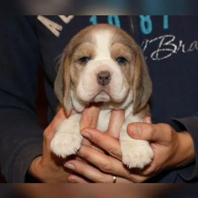 Beagle Puppy with KCI Papers Delivered to Uttam Nagar
