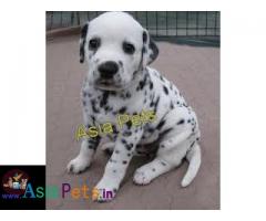 Dalmatian Puppy price in India, Dalmatian Puppy for sale in India
