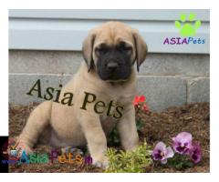 English Mastiff Puppy price in India, English Mastiff Puppy for sale in India