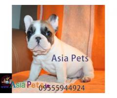 French Bulldog Puppy price in India, French Bulldog Puppy for sale in India