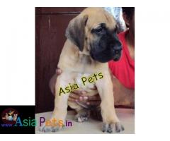 Great dane Puppy price in India, Great dane Puppy for sale in India