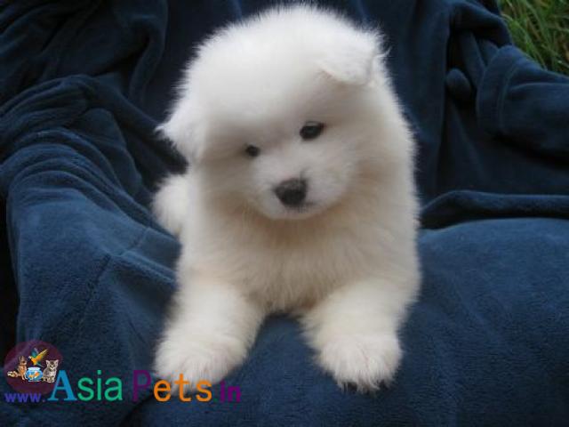 Samoyed Puppy price in India, Samoyed Puppy for sale in India