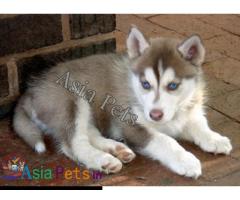 Siberian husky Puppy price in India, Siberian husky Puppy for sale in India