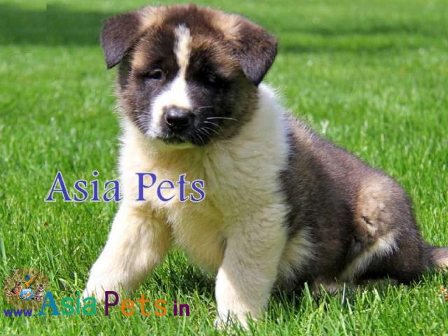 Akita puppies price in delhi, Akita puppies for sale in delhi