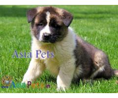 Akita puppies price in delhi, Akita puppies for sale in delhi