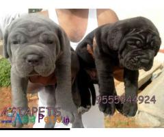 Neapolitan mastiff puppies price in delhi, Neapolitan mastiff puppies for sale in delhi