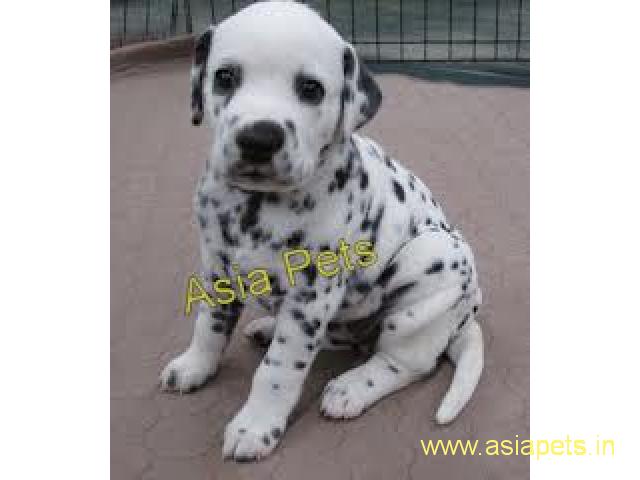 Dalmatian pups price in delhi,Dalmatian pups for sale in delhi
