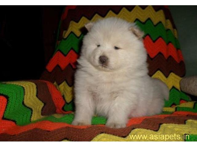 Chow chow puppy price in delhi,Chow chow puppy for sale in delhi
