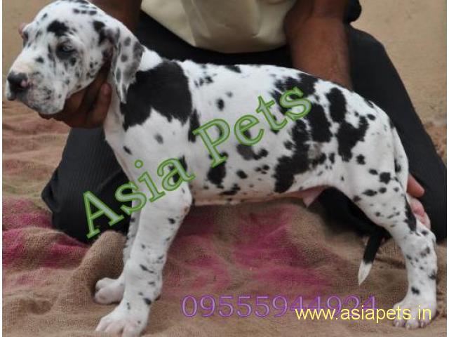 Harlequin great dane puppy price in delhi,Harlequin great dane puppy for sale in delhi