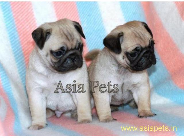 Pug puppy price in delhi,Pug puppy for sale in delhi