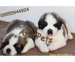 Saint bernard puppies price in delhi, Saint bernard puppies for sale in delhi