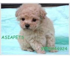 Poodle puppies price in Bhubaneswar, Poodle puppies for sale in Bhubaneswar