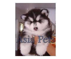 Alaskan malamute puppy price in chandigarh, Alaskan malamute puppy for sale in chandigarh