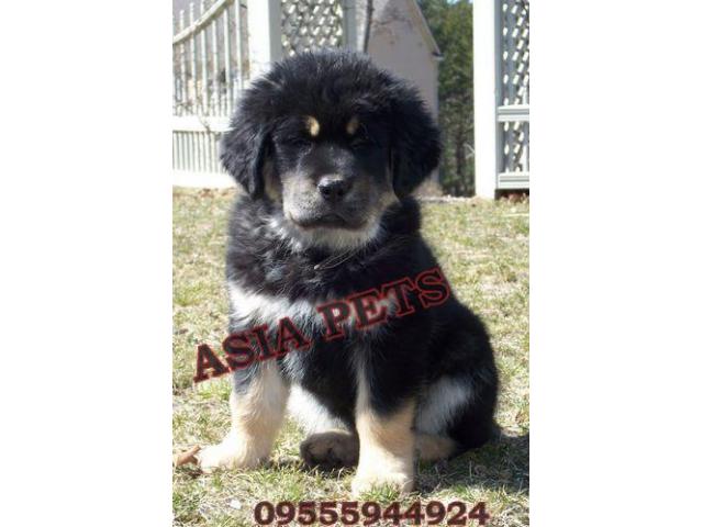 Tibetan mastiff puppy price in chandigarh, Tibetan mastiff puppy for sale in chandigarh