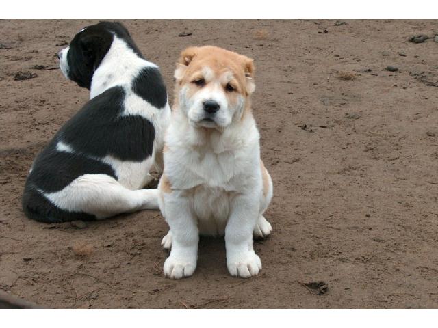 Alabai pups  price in chandigarh, Alabai pups  for sale in chandigarh