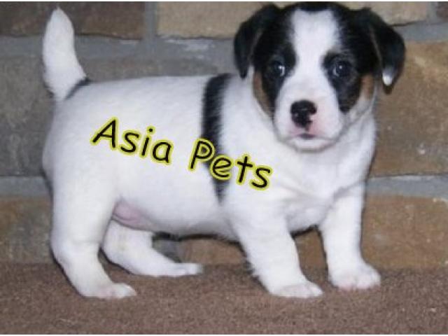 Jack russell terrier pups  price in chandigarh, jack russell terrier pups  for sale in chandigarh