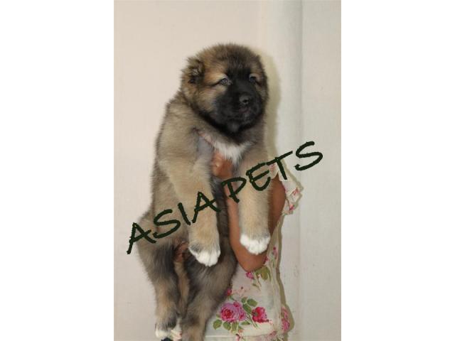 Cane corso puppies price in Chandigarh, Cane corso puppies for sale in Chandigarh
