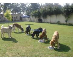 Pet Boarding Kennels in Gurgaon NCR