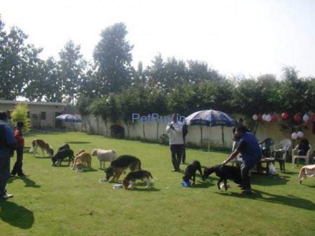 Pet & Dog Boarding & Day Care in Rohini, Delhi