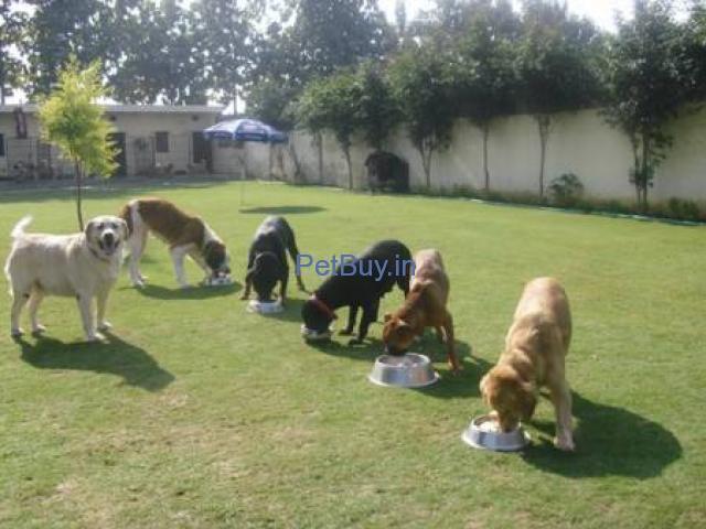 Pet & Dog Boarding & Day Care in Rohini, Delhi