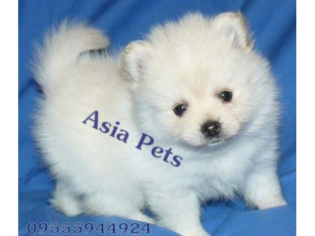 Pomeranian puppies price in chennai, Pomeranian puppies