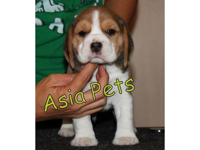 Beagle pups price in chennai, Beagle pups for sale in chennai