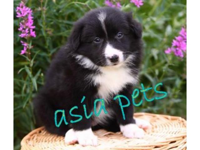 Collie pups price in chennai, Collie pups for sale in chennai