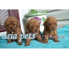Poodle pups price in chennai, Poodle pups for sale in chennai