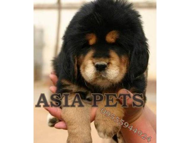 Tibetan mastiff puppy price in chennai, Tibetan mastiff puppy for sale in chennai