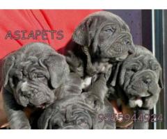 Neapolitan mastiff puppies price in Dehradun, Neapolitan mastiff puppies for sale in Dehradun