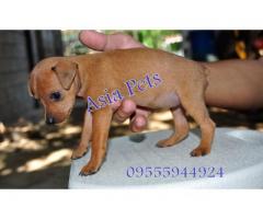 Miniature pinscher puppies  price in coimbatore, Miniature pinscher puppies  for sale in coimbatore