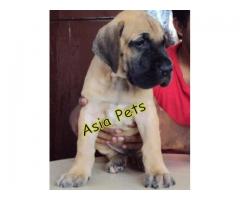 Great dane puppy price in coimbatore, Great dane puppy for sale in coimbatore