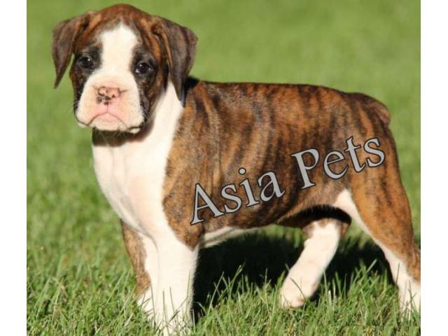 Boxer puppy price in gurgaon, Boxer puppy for sale in gurgaon,