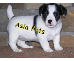 Jack russell terrier puppy price in gurgaon, jack russell terrier puppy for sale in gurgaon,