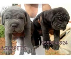Neapolitan mastiff puppy price in gurgaon, Neapolitan mastiff puppy for sale in gurgaon,