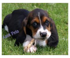 Basset hound puppies price in noida, Basset hound puppies for sale in noida