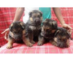 German Shepherd puppies price in noida, German Shepherd puppies for sale in noida