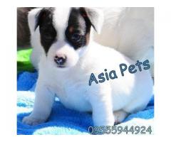 Jack russell terrier puppies price in noida, jack russell terrier puppies for sale in noida