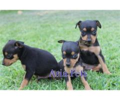 Miniature pinscher puppies price in noida, Miniature pinscher puppies for sale in noida