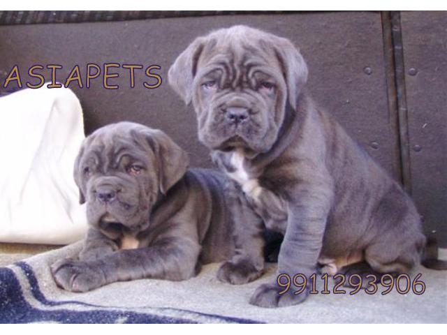 Neapolitan mastiff pups price in noida, Neapolitan mastiff pups for sale in noida