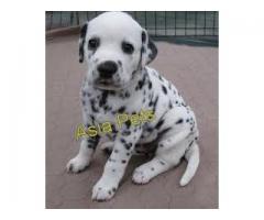 Dalmatian puppy price in Faridabad, Dalmatian puppy for sale in Faridabad