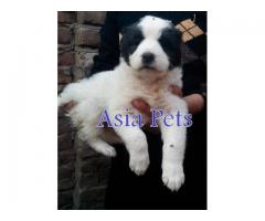 Alabai puppy price in Ghaziabad, Alabai puppy for sale in Ghaziabad