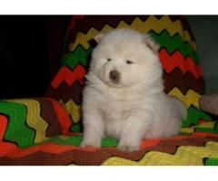 Chow chow puppy price in Ghaziabad, Chow chow puppy for sale in Ghaziabad