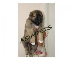 Cane corso puppy price in Ghaziabad, Cane corso puppy for sale in Ghaziabad