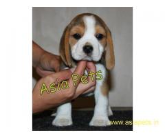 Beagle puppy price in goa ,Beagle puppy for sale in goa