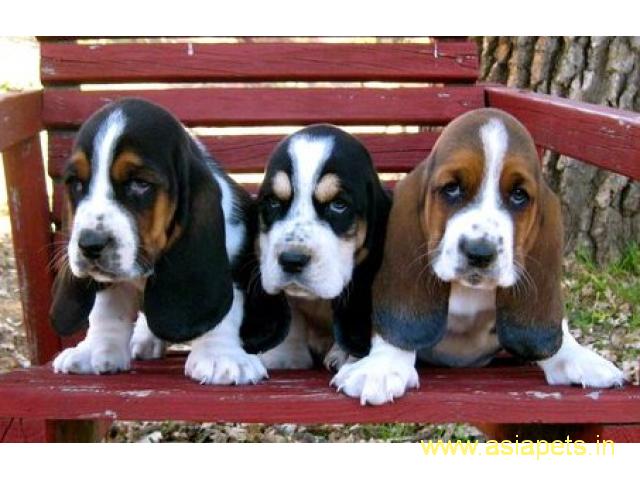 Basset hound puppy price in goa ,Basset hound puppy for sale in goa