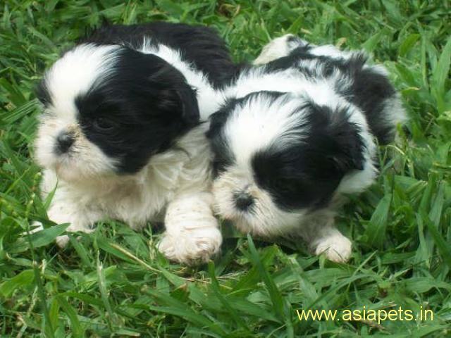 Lhasa apso puppy price in goa ,Lhasa apso puppy for sale in goa